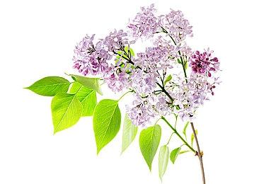 《黑神话：悟空》章节动画原版合集《六样情》即将上线B站 9月17日开播